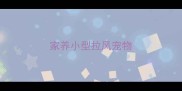 家养小型拉风宠物