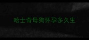 哈士奇母狗怀孕多久生