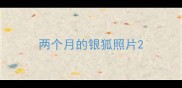 两个月的银狐照片