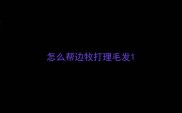 怎么帮边牧打理毛发
