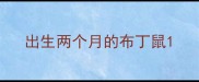 出生两个月的布丁鼠