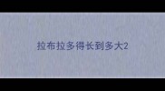 拉布拉多得长到多大
