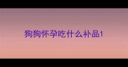 狗狗怀孕吃什么补品