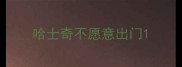 哈士奇不愿意出门