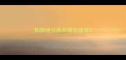 狗狗绦虫病有哪些症状