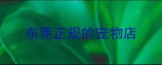 东莞正规的宠物店