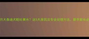 两个月大泰迪犬呕吐黄水这5大原因及专业处理方法新手家长必看