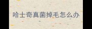 哈士奇真菌掉毛怎么办