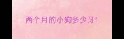两个月的小狗多少牙
