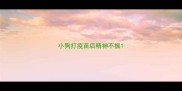 小狗打疫苗后精神不振