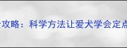 金毛犬安静训练全攻略科学方法让爱犬学会定点等待与指令服从