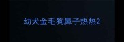 幼犬金毛狗鼻子热热