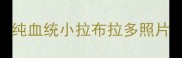 纯血统小拉布拉多照片