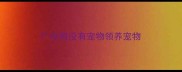 广州有没有宠物领养宠物