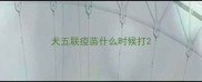 犬五联疫苗什么时候打