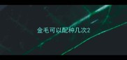金毛可以配种几次