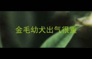 金毛幼犬出气很重