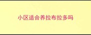 小区适合养拉布拉多吗