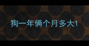 狗一年俩个月多大