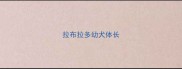 拉布拉多幼犬体长