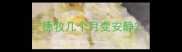 德牧几个月变安静