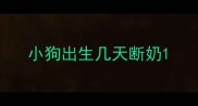 小狗出生几天断奶