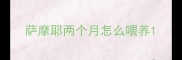 萨摩耶两个月怎么喂养
