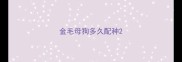 金毛母狗多久配种