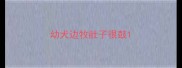 幼犬边牧肚子很鼓
