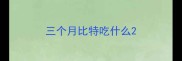 三个月比特吃什么
