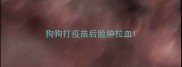 狗狗打疫苗后脸肿拉血