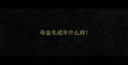 母金毛成年什么样