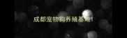 成都宠物狗养殖基地