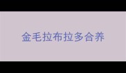 金毛拉布拉多合养