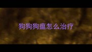 狗狗狗瘟怎么治疗