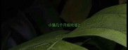 小猫几个月能吃饭