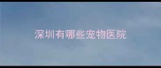 深圳有哪些宠物医院