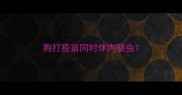狗打疫苗同时体内驱虫