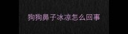 狗狗鼻子冰凉怎么回事