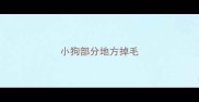 小狗部分地方掉毛