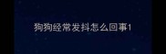 狗狗经常发抖怎么回事