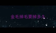 金毛掉毛要掉多久