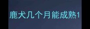 鹿犬几个月能成熟