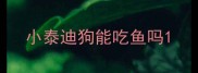 小泰迪狗能吃鱼吗