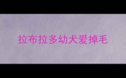 拉布拉多幼犬爱掉毛