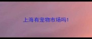 上海有宠物市场吗