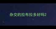 杂交的拉布拉多好吗