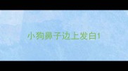 小狗鼻子边上发白