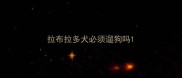 拉布拉多犬必须遛狗吗