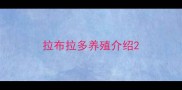 拉布拉多养殖介绍